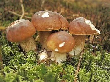 Sadba lesních hub aneb podhoubí na vaší zahradě
