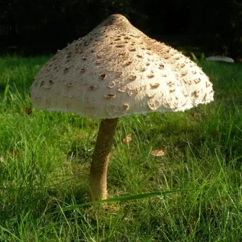 Jak pěstovat bedlu vysokou na zahrádce
