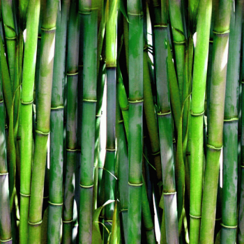 Bambusové oblečení – to pravé pro vaše tělo