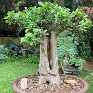 Semínka bonsaje - Africký baobab - 5 ks