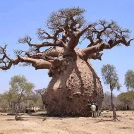Semínka bonsaje - Africký baobab - 5 ks