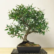 Semínka bonsaje - Eukalyptus citrónový - 20 ks