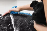 Ruční masážní sprcha pro zvířecí mazlíčky