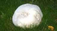 Sadba hub - Pýchavka obrovská (vatovec obrovský)