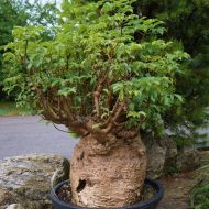 Semínka bonsaje - Africký baobab - 5 ks