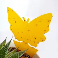 Lapače hmyzu – lepící motýl