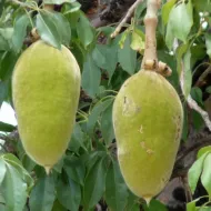Semínka bonsaje - Africký baobab - 5 ks