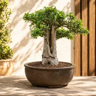 Semínka bonsaje - Africký baobab - 5 ks