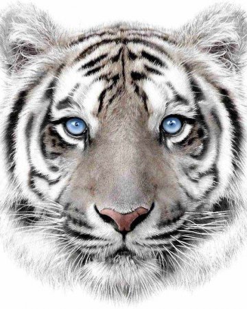 Deka mikroflanel s digitálním tiskem White tyger 120/150 Deka mikroflanel s digitálním tiskem White tyger 120/150
