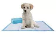 Toaletní podložka pro psa - 60 x 90 cm - 10 ks