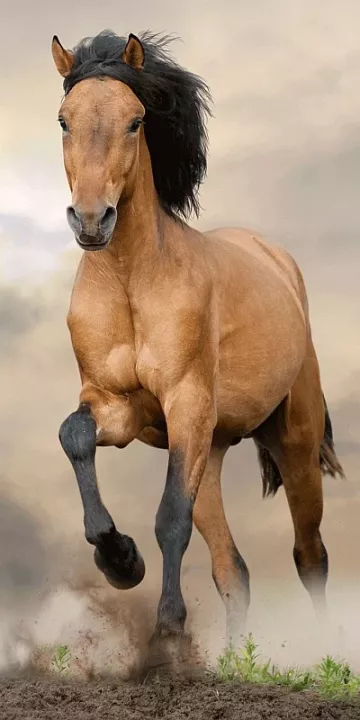 Osuška - Hnědý kůň - 140 x 70 cm - Jerry Fabrics